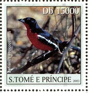 Crimson-breasted Shrike    Laniarius atrococcineus